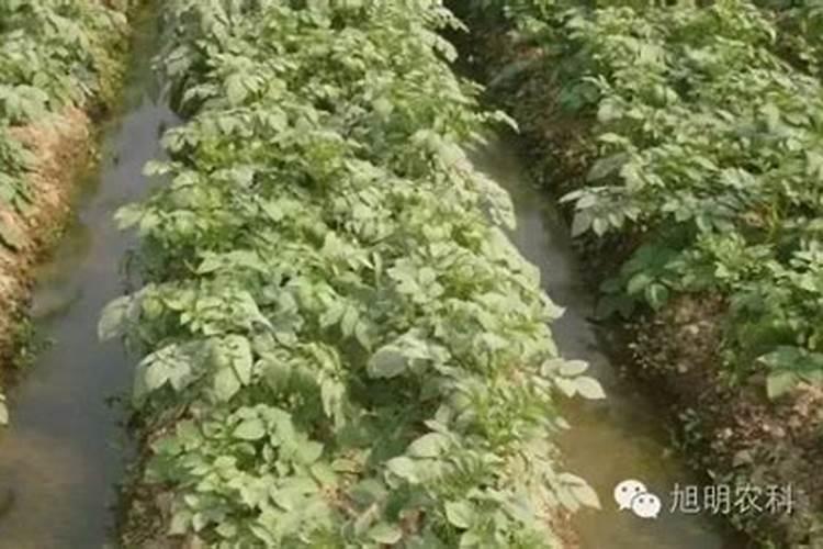 种豌豆用什么肥料最好