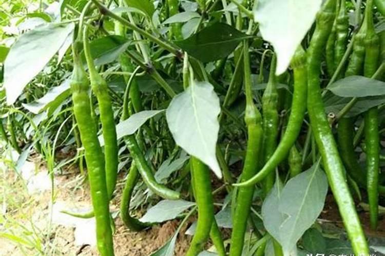 辣椒用什么肥料最好