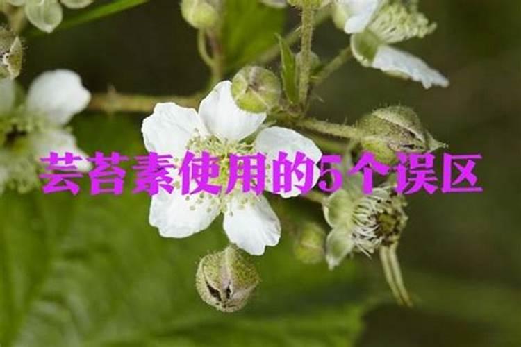 四天打两次芸苔素内酯可以吗？