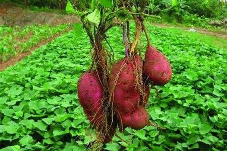 番薯种植需要什么条件 附种植方法