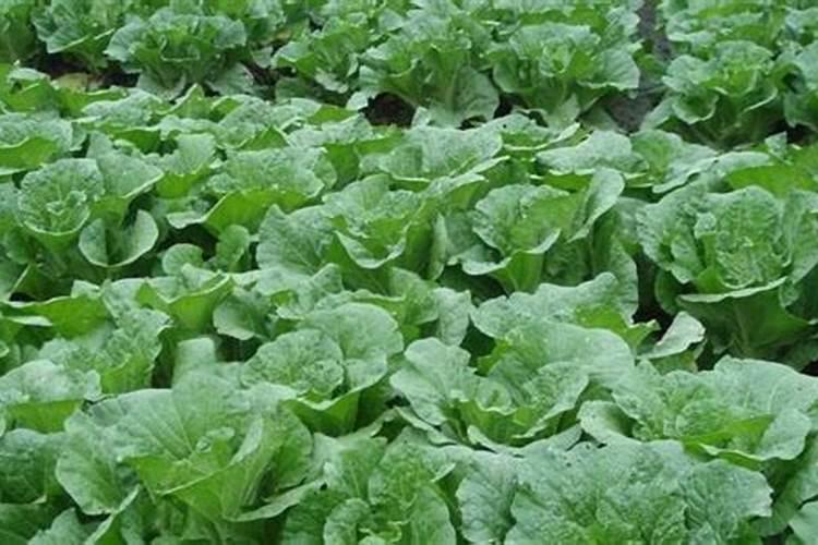 猕猴桃可以盆栽吗