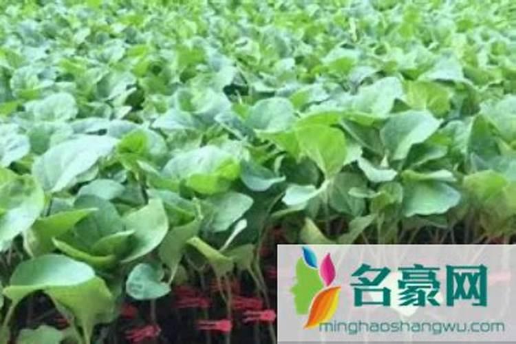 叶面肥几天能吸收干净