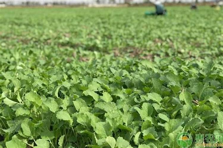 油菜什么时候施硼肥 油菜哪个时候施硼肥
