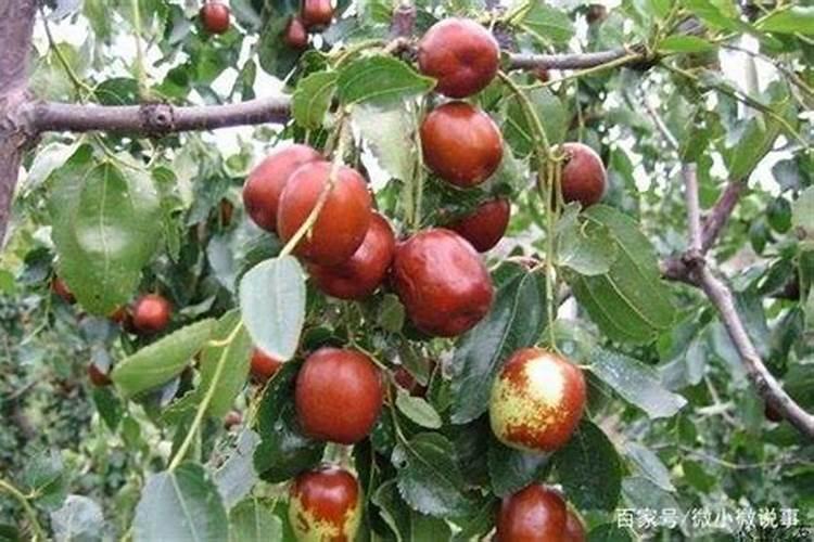枣树上使用哪些叶面肥料效果比较好？