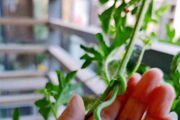西瓜挂果的时候需不需要下肥？