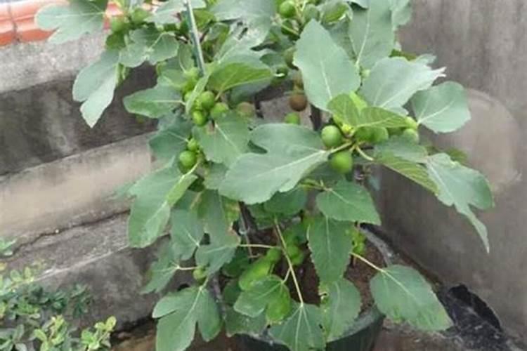 无花果用什么肥料最好