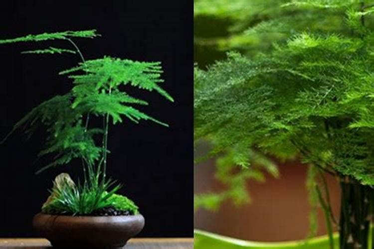 文竹夏天能施肥吗