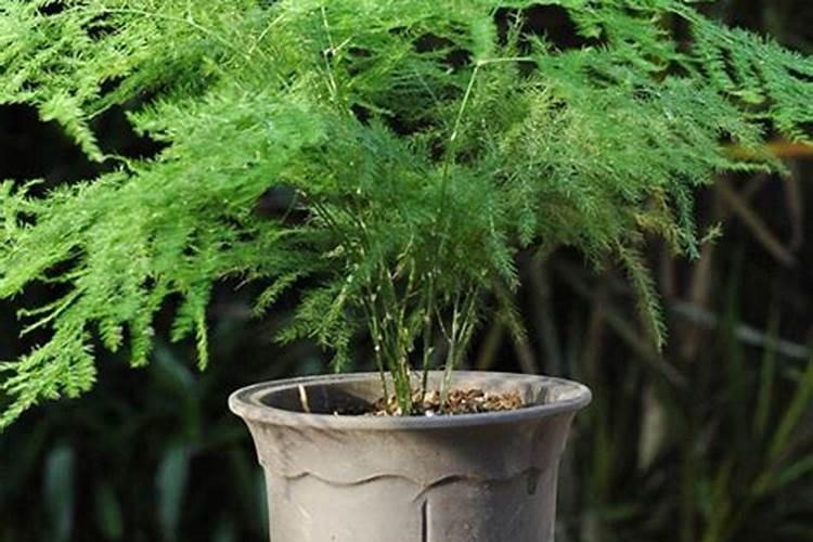 文竹施肥时间,怎样给文竹施肥