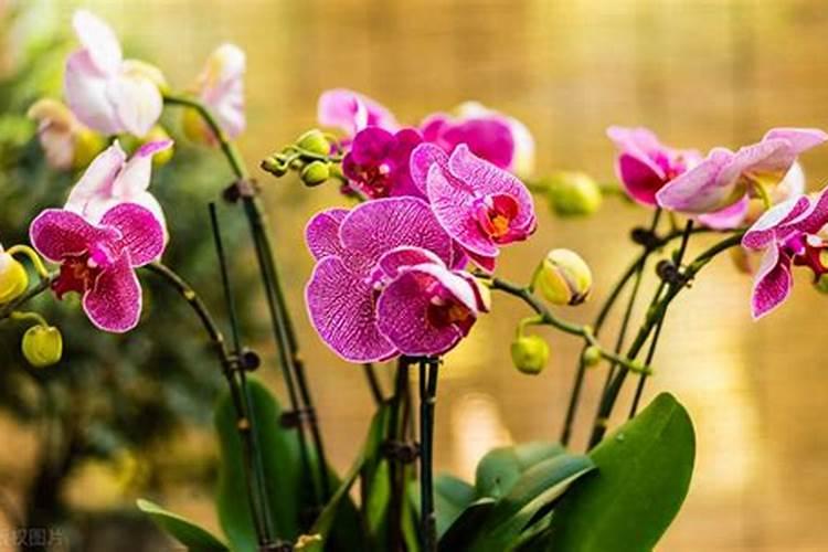 蝴蝶兰用什么肥,磷钾肥可促进花芽形成