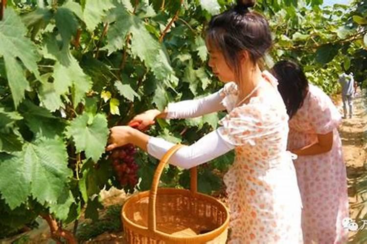 果树上什么肥料最好 果树专用肥有哪几种