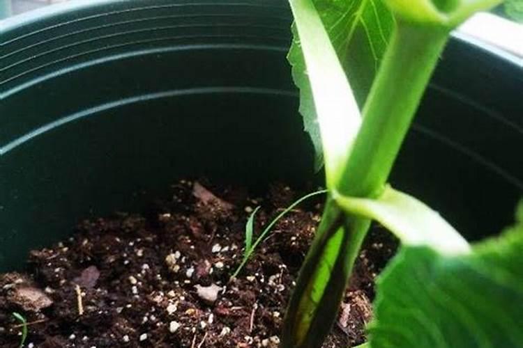 大丽花花期养殖方法和注意事项