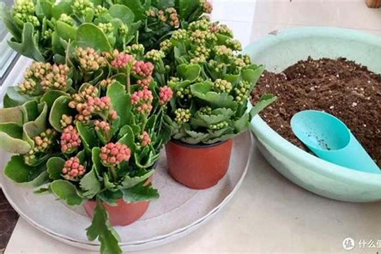 长寿花想要花开爆盆 教大家一个简单的小技巧