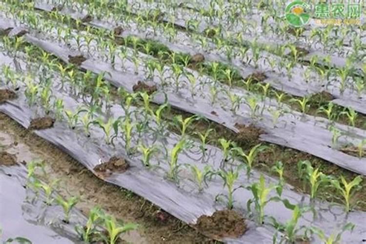 玉米追肥用什么肥料