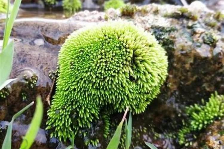 用青苔种兰花怎么施肥