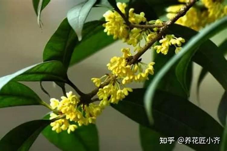 桂花树怎么施肥长得快