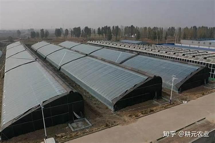 小白菜如何科学施肥,小白菜施肥注意事项