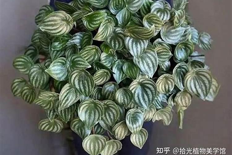 蓝色圆珠笔的墨水的成分,