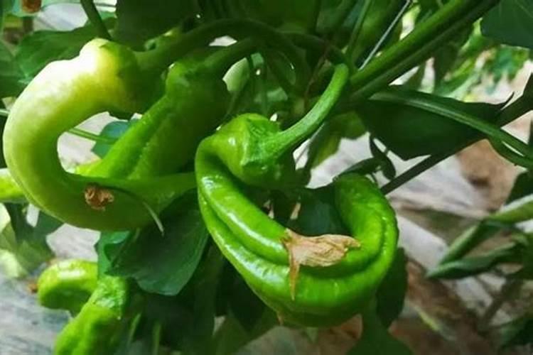 辣椒底肥用什么肥料好