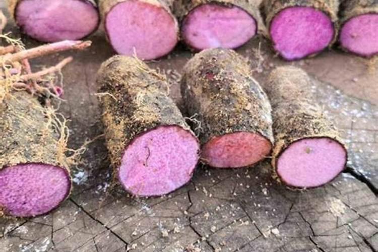 种植山药什么时间冲钾肥最好？