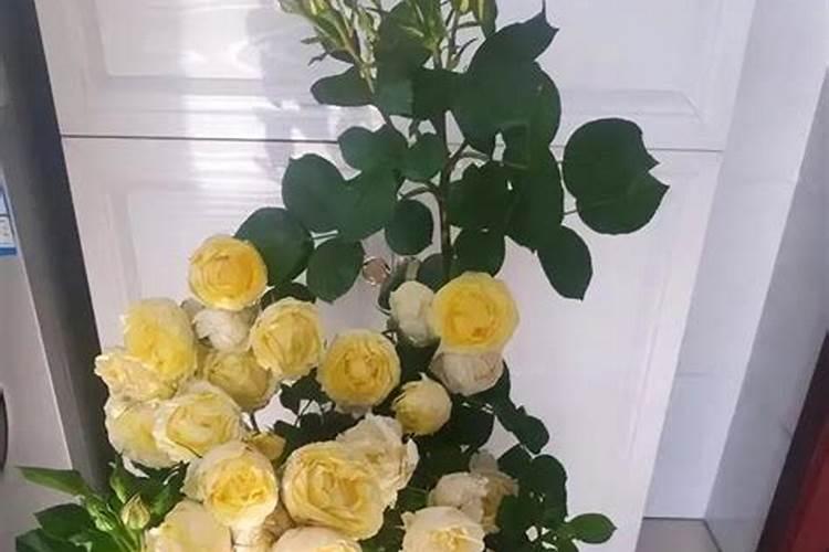 藤本月季不开花怎么办,补充光照追施磷钾肥