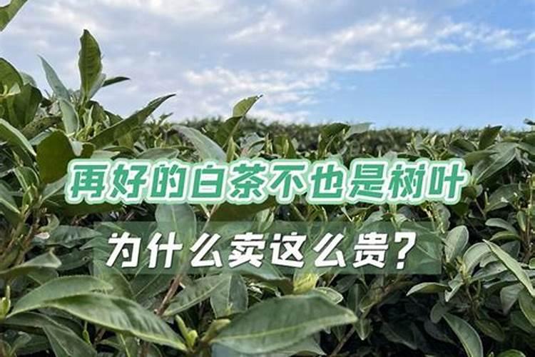 芦笋高产施肥技术 芦笋应该怎么养殖