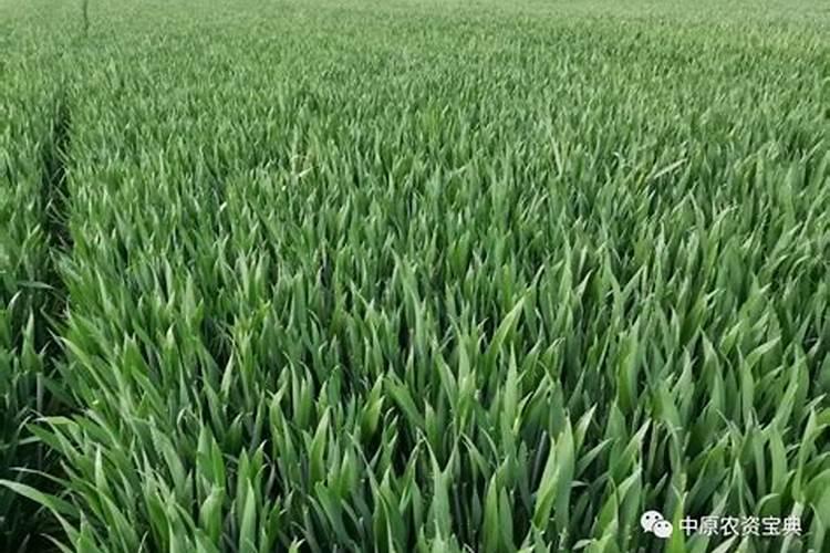 氯化铵可以做肥料吗