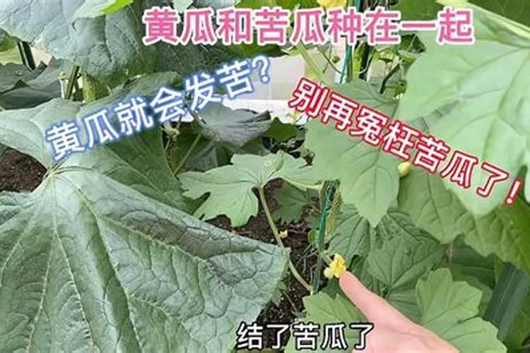 苦瓜烂心是什么病？