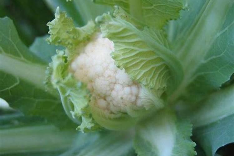 菜花怎样施肥,花长最大？