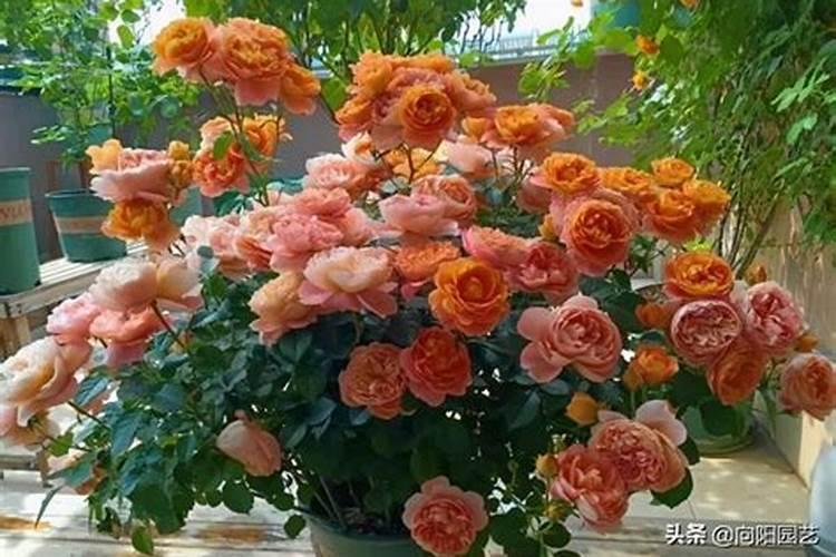 月季花摘芽后如何正确施肥