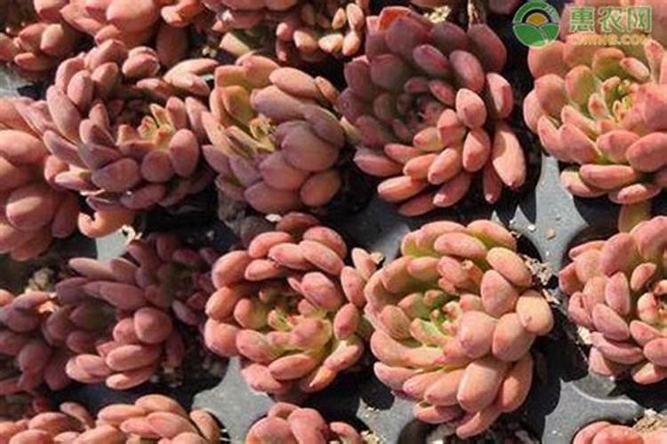 多肉植物施什么肥好