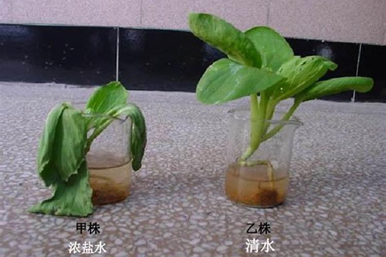 钙镁中量元素水溶肥