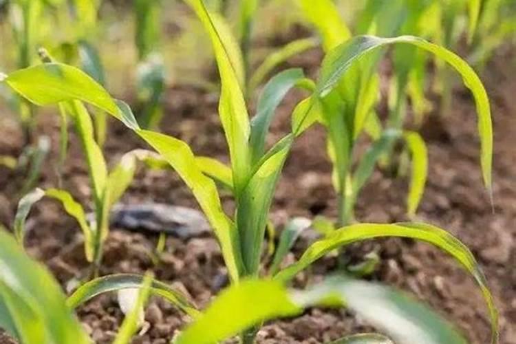 打完除草药苞米苗芯发白叶子发黄怎么回事