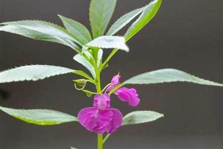 凤仙花浇什么肥料合适