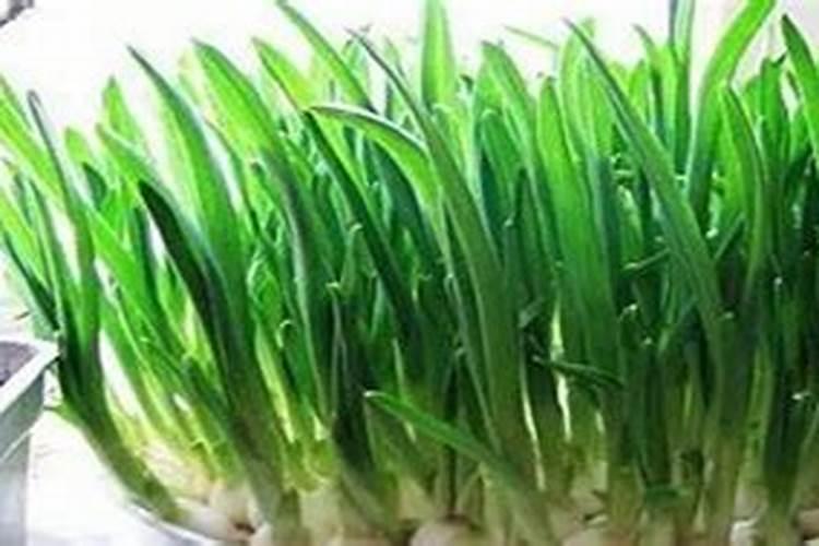 大蒜打过叶面肥,几天能控旺？