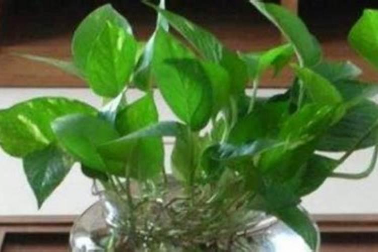 怎么养绿萝花？