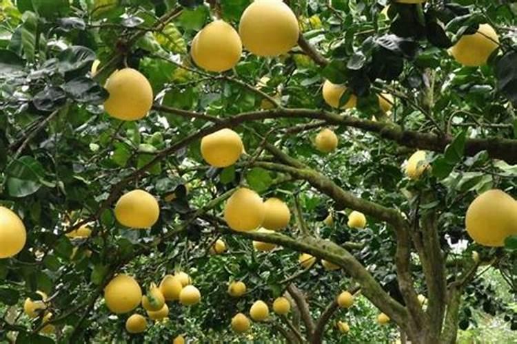 杜邦可杀得三千的药害