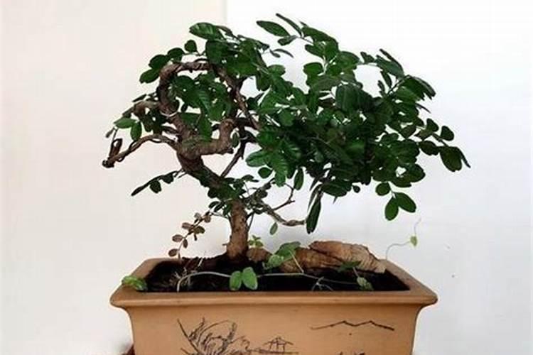 香叶树的种植方法 香叶树的种植方法介绍