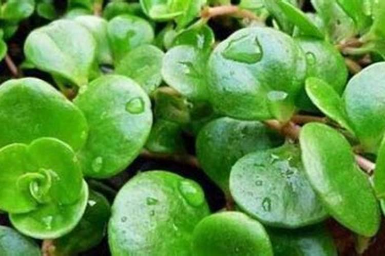 香叶树的种植方法 香叶树的种植方法介绍