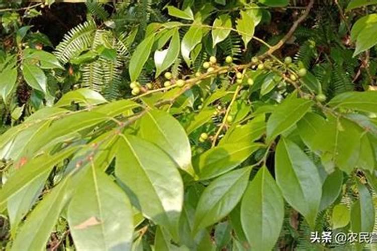 香叶树栽培技术？