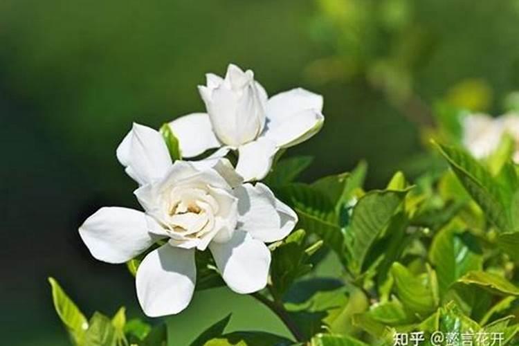 刚买的栀子总发黄？学1招,3天黄叶变绿叶,花朵咕噜噜冒!