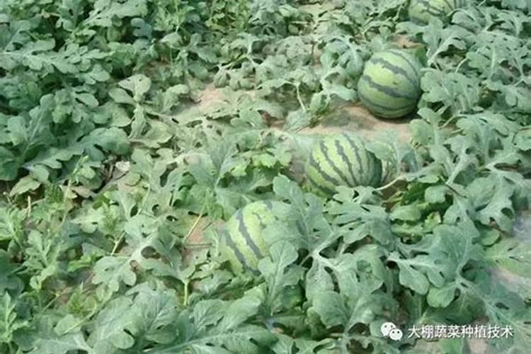 西瓜生长中后期如何施用叶面肥？