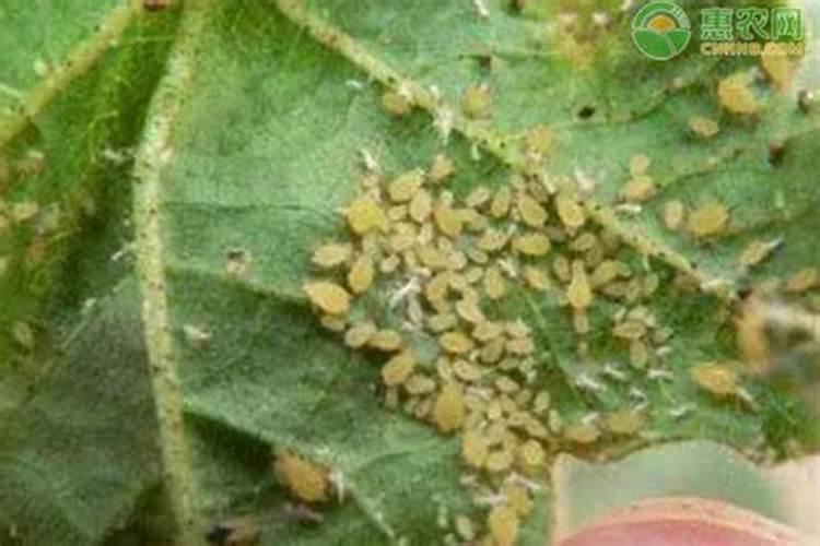 玉米授粉灌浆期用什么肥好