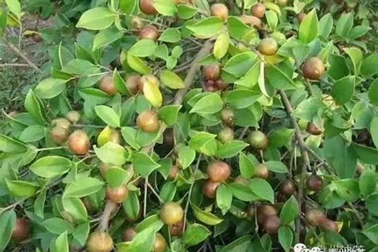 油茶开花不结果可以打硼肥吗？
