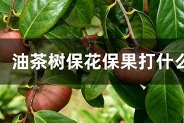 油茶树需打什么药剂来保花保果？