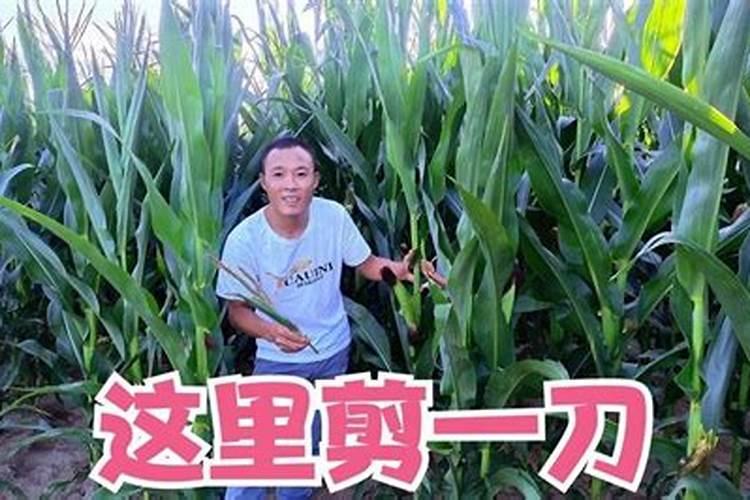 芸苔素内酯玉米可喷几次 几叶时可以使用