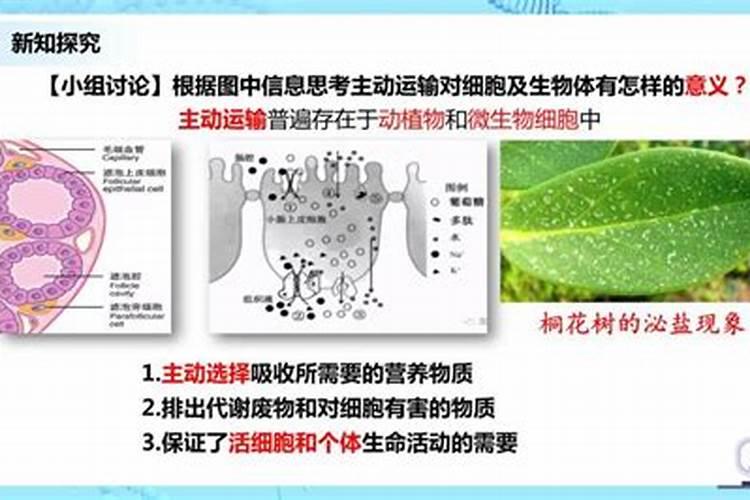 鱼蛋白肥料这么火,怎么用