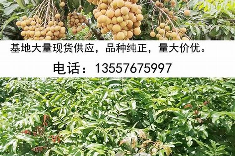 秋季给果树施底肥,是用复合肥好还是用复混肥好？