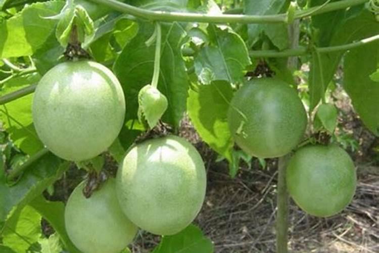 猕猴桃的人工授粉结束了