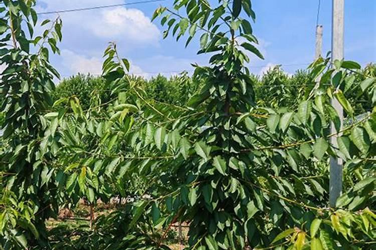 车厘子施肥时间和方法