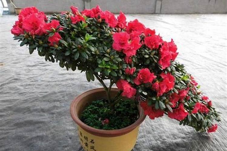 杜鹃花施肥时间和施肥方法